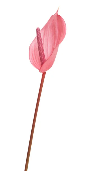 Rose Anthurium isolé — Photo