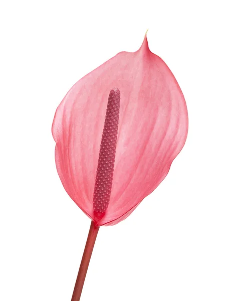 Roze Anthurium geïsoleerd — Stockfoto