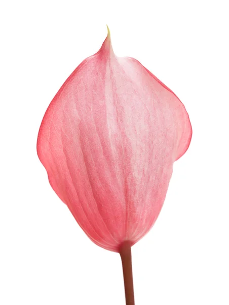 Pink Anthurium isolated — Stock Photo, Image