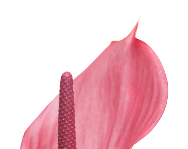 Różowego Anturium na białym tle — Zdjęcie stockowe