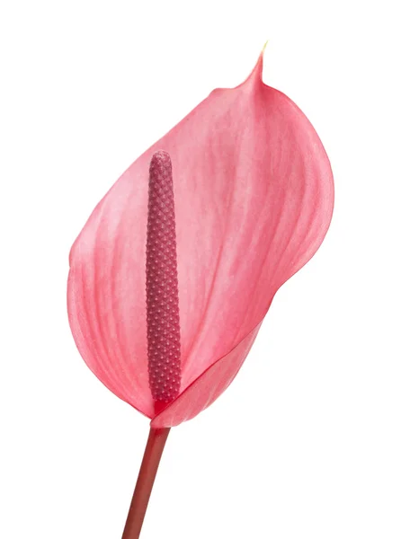 Anthurium rosa aislado — Foto de Stock