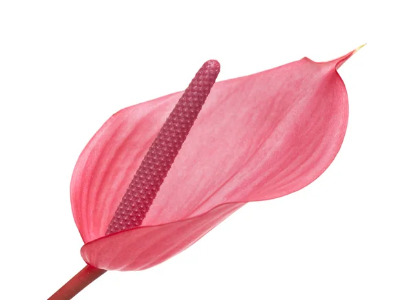 Roze Anthurium geïsoleerd — Stockfoto