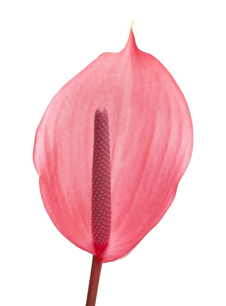 Roze Anthurium geïsoleerd — Stockfoto