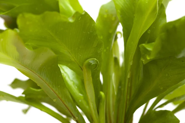 Asplenium nidus, madár fészek páfrány — Stock Fotó