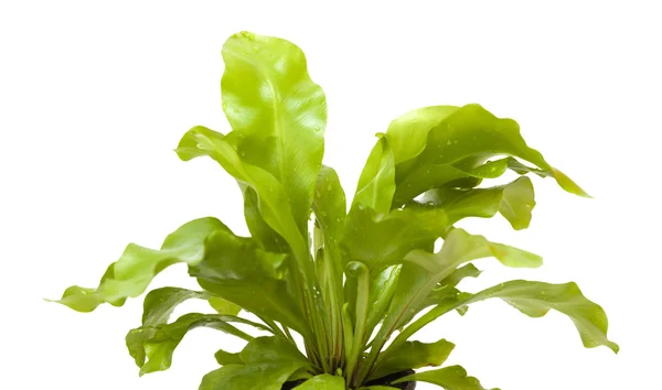 Asplenium nidus, madár fészek páfrány — Stock Fotó