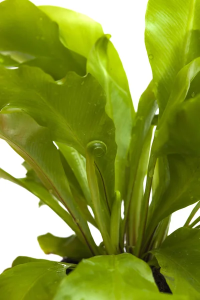 Asplenium nidus, samambaia ninho de aves — Fotografia de Stock