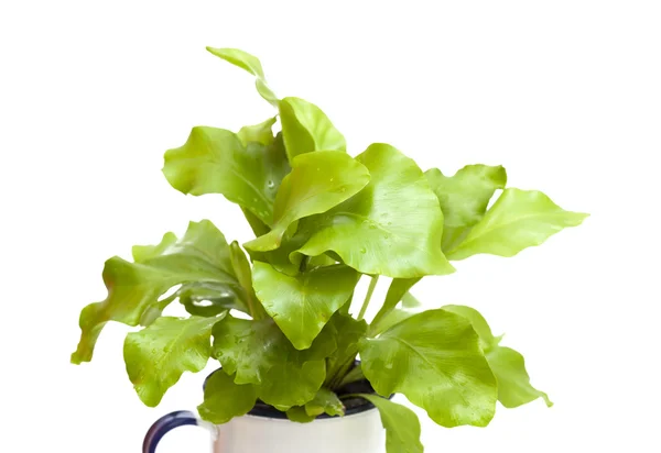 Asplenium nidus, bird nest fern — Stock Photo, Image