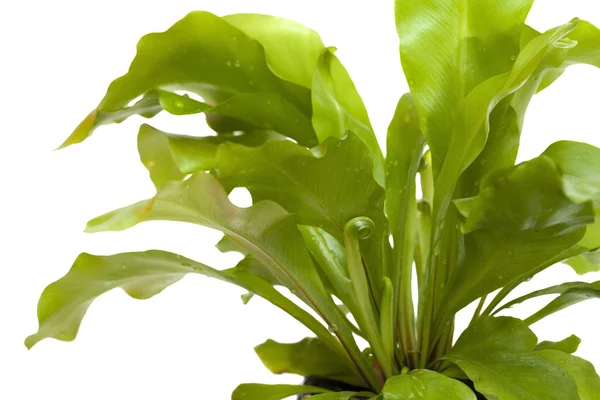 Asplenium nidus, bird nest fern — Stock Photo, Image