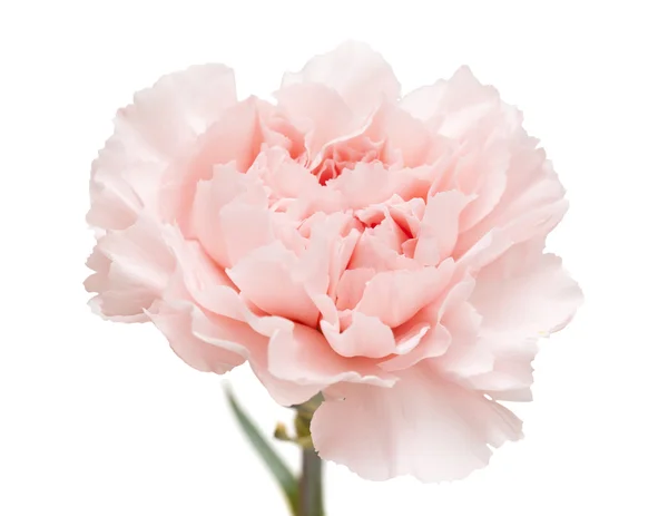 Gentle pink carnation flower — Stock Photo, Image
