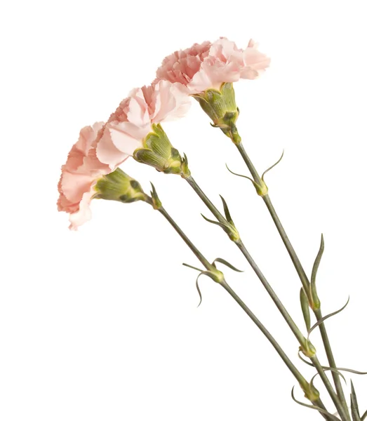 Zachte roze carnation bloem — Stockfoto