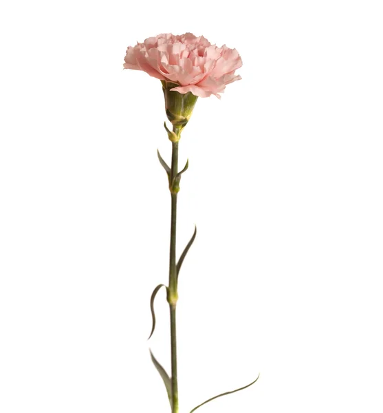Mild rosa carnation blomma — Stockfoto