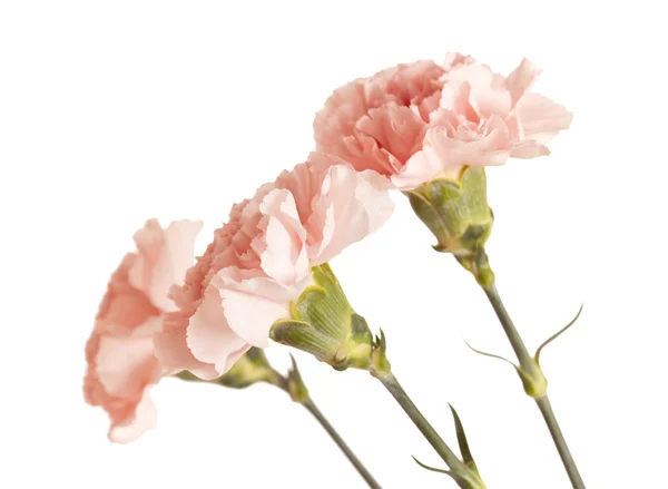 Zachte roze carnation bloem — Stockfoto