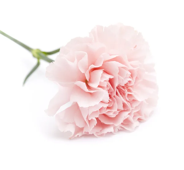 Gentle pink carnation flower — Stock Photo, Image