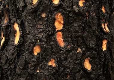 Gran Canaria, adanın orta kısmının manzarası, Las Cumbres, ie The Summits, Kanarya Çamları alevler içinde yanarak yavaşça iyileşiyor. 