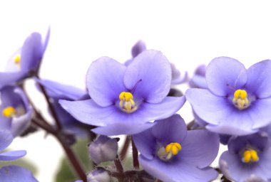 Beyaz arka planda mavi Afrika menekşesi izole