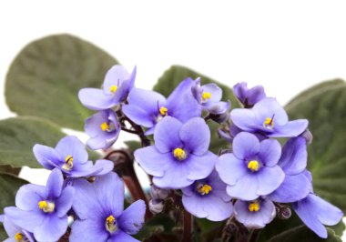 Beyaz arka planda mavi Afrika menekşesi izole