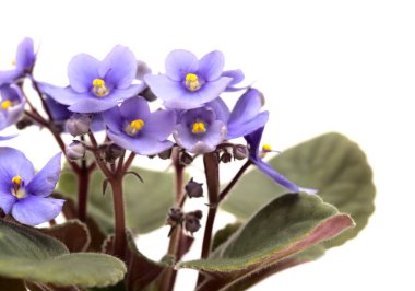 Beyaz arka planda mavi Afrika menekşesi izole