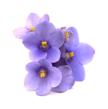 Blue african violet isolated on white background clipart