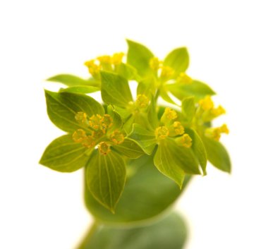 Bupleurum rotundifolium, tavşan kulağı ya da tazının kulak bitki dalı beyaz arka planda izole edilmiştir.