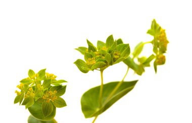 Bupleurum rotundifolium, tavşan kulağı ya da tazının kulak bitki dalı beyaz arka planda izole edilmiştir.
