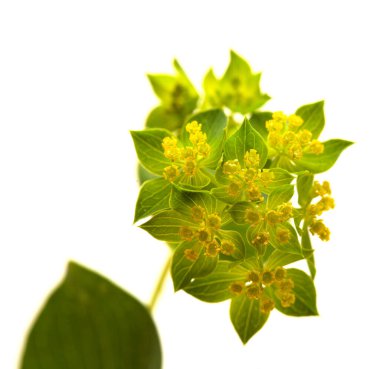 Bupleurum rotundifolium, tavşan kulağı ya da tazının kulak bitki dalı beyaz arka planda izole edilmiştir.