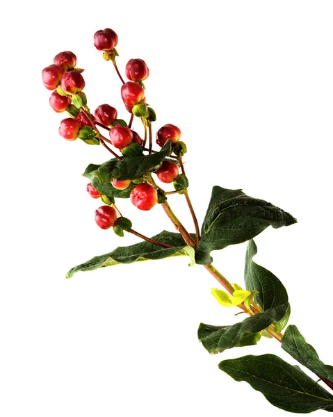 Branch Hypericum Androsaemum Fényes Barna Bogyók Elszigetelt Fehér Alapon — Stock Fotó