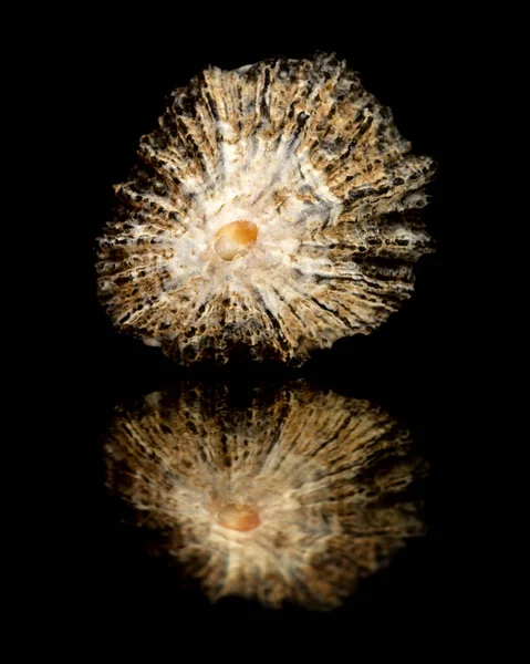 Fauna Gran Canaria Patella Candei Limpet Shell Endemic Macaronesia Isoled — стокове фото