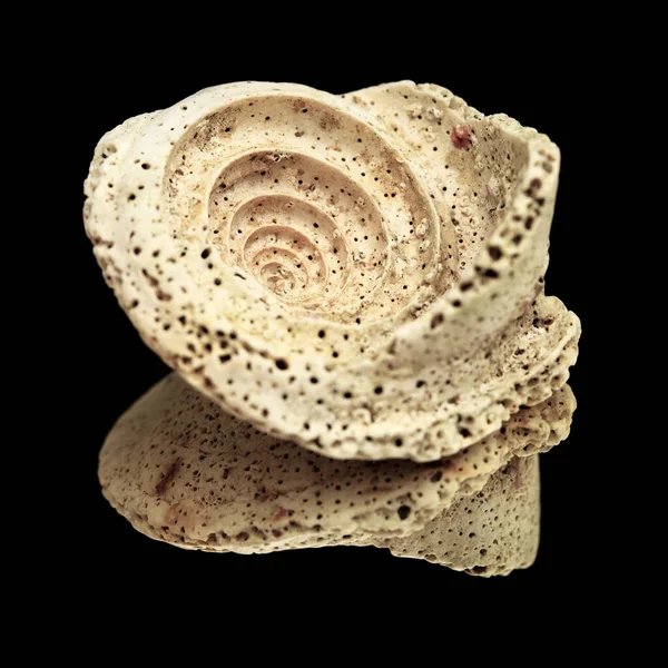 Peça Caracol Marinho Fóssil Possivelmente Gênero Conus Espiral Interna Visível — Fotografia de Stock
