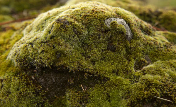 Mos Bedekt Rotsen Natuurlijke Bloemen Macro Achtergrond — Stockfoto