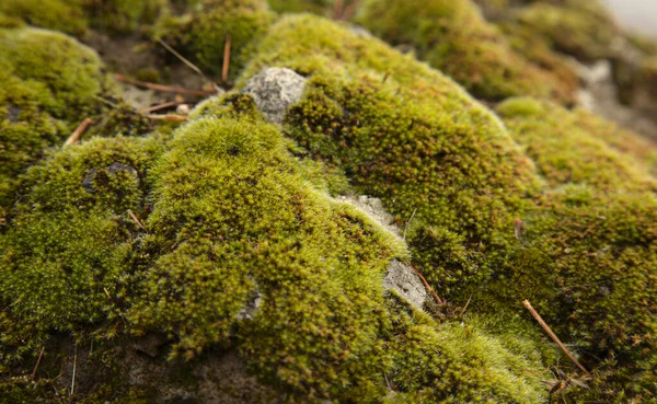 Moss Coberto Rochas Natural Floral Macro Fundo — Fotografia de Stock