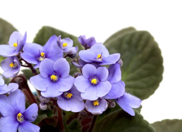 Violeta Africana Azul Aislada Sobre Fondo Blanco —  Fotos de Stock