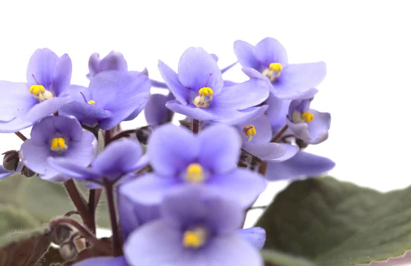 Violeta Africana Azul Aislada Sobre Fondo Blanco —  Fotos de Stock