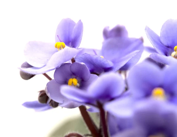 Blauw Afrikaans Violet Geïsoleerd Witte Achtergrond — Stockfoto