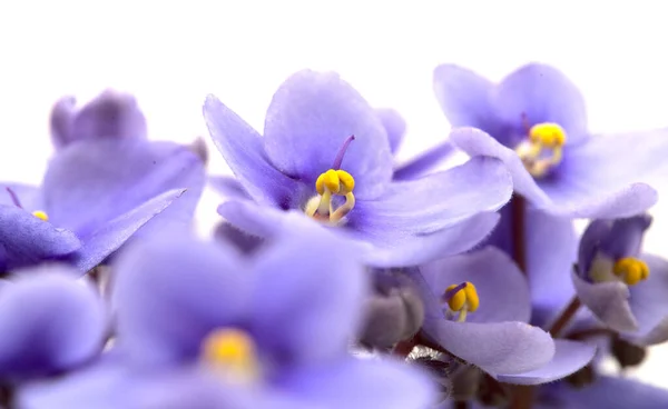 Violeta Africana Azul Aislada Sobre Fondo Blanco —  Fotos de Stock