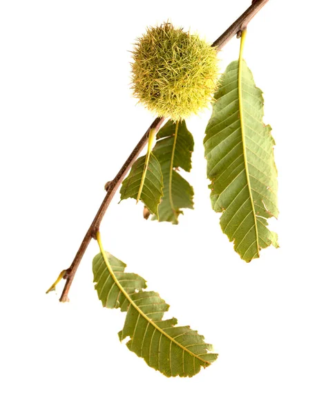 Flora Gran Canaria Sweet Chestnut Branch Isolated White — Stock Photo, Image