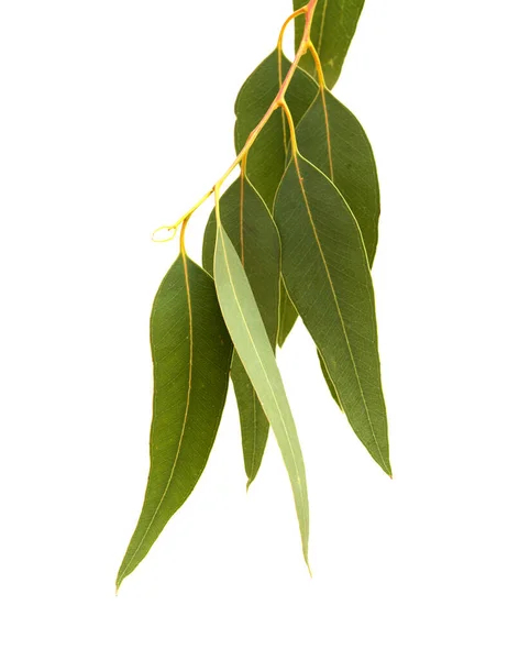 Flora Gran Canaria Introduced Species Eucalyptus Camaldulensis Branch Isolated White — Stock Photo, Image