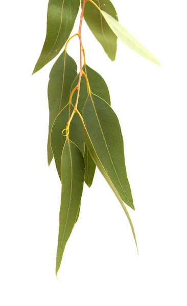 Flora Gran Canaria Especie Introducida Eucalyptus Camaldulensis Rama Aislada Sobre — Foto de Stock