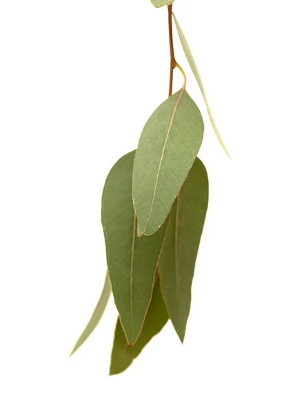 Flora Gran Canaria Introduced Species Eucalyptus Camaldulensis Branch Isolated White — Stock Photo, Image