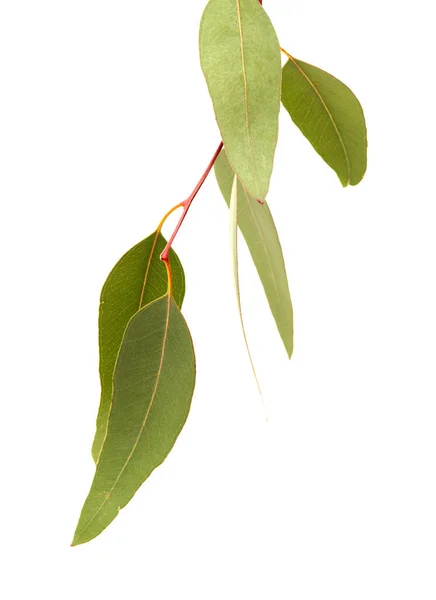 Flora Gran Canaria Espécie Introduzida Ramo Eucalyptus Camaldulensis Isolado Sobre — Fotografia de Stock