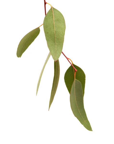 Flora Gran Canarii Wprowadzony Gatunek Eucalyptus Camaldulensis Gałąź Izolowana Białym — Zdjęcie stockowe