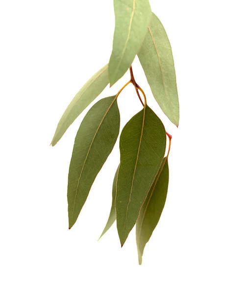 Flora Gran Canaria Introduced Species Eucalyptus Camaldulensis Branch Isolated White — Stock Photo, Image