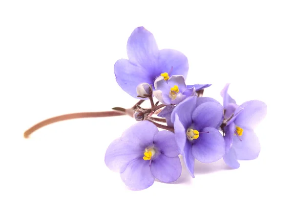 Blue African Violet Isolated White Background — Stock Photo, Image