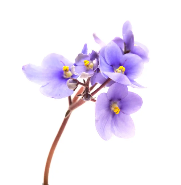 Violette Africaine Bleue Isolée Sur Fond Blanc — Photo