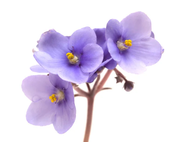 Viola Africana Blu Isolata Sfondo Bianco — Foto Stock