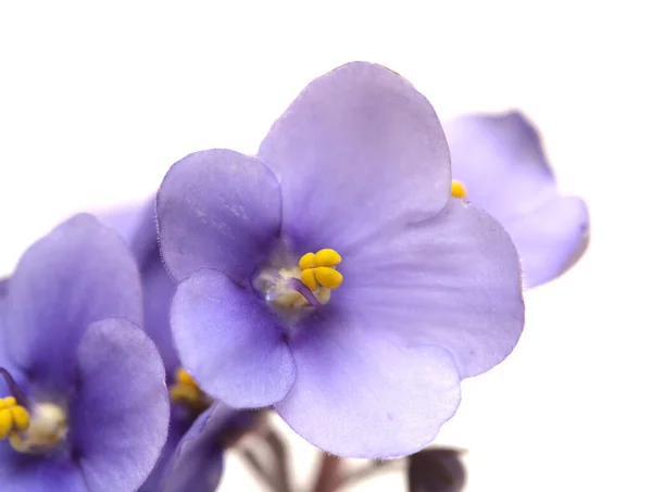 Blue African Violet Isolated White Background — Stock Photo, Image