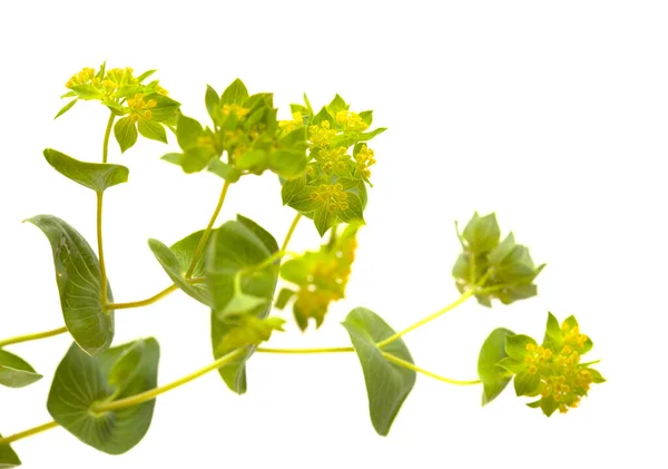 Bupleurum Rotundifolium Orelha Lebre Ramo Planta Orelha Cão Isolado Fundo — Fotografia de Stock