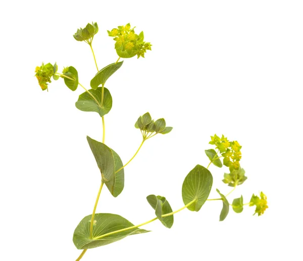 Bupleurum Rotundifolium Orelha Lebre Ramo Planta Orelha Cão Isolado Fundo — Fotografia de Stock
