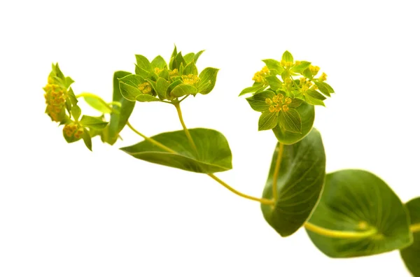 Bupleurum Rotundifolium Haas Oor Hond Oorplant Tak Geïsoleerd Witte Achtergrond — Stockfoto