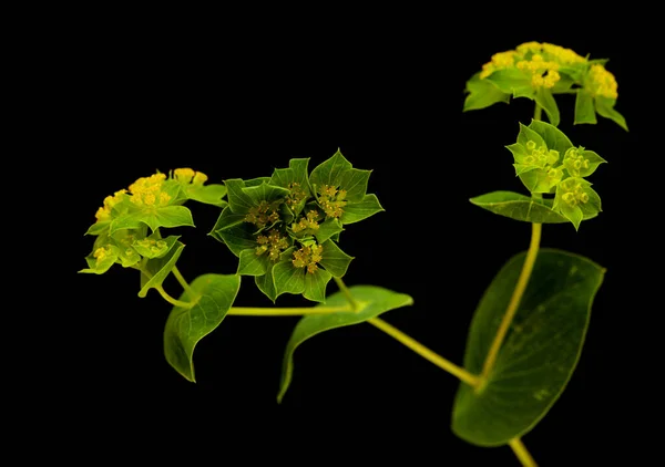 Bupleurum Rotundifolium Haas Oor Hond Oorplant Tak Geïsoleerd Zwarte Achtergrond — Stockfoto