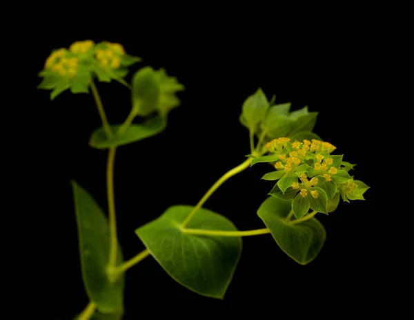 Bupleurum Rotundifolium Ухо Зайца Ухо Собаки Растение Ветви Изолированы Черном — стоковое фото